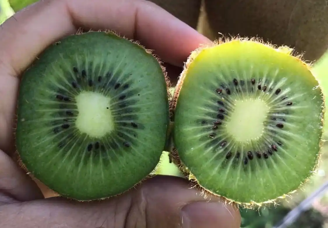 En Argentina hay 950 hectáreas destinadas a este cultivo.