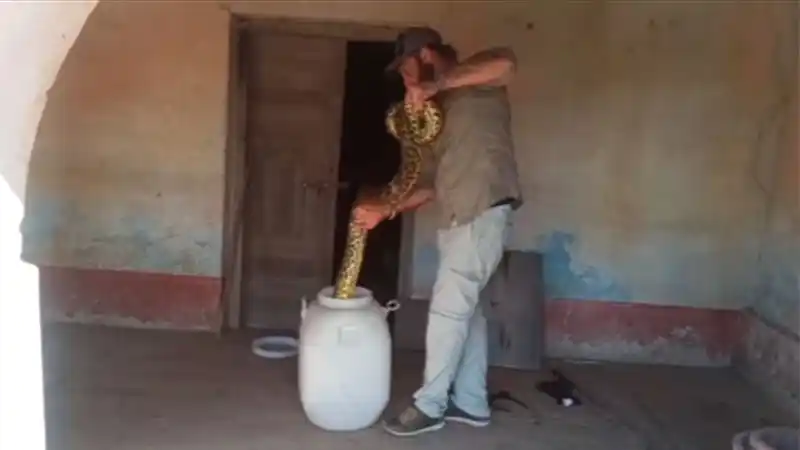 Heredó una casa de su abuela y se encontró con dos anacondas