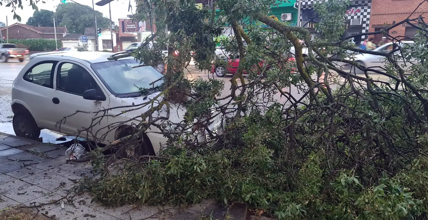 Arbol caído