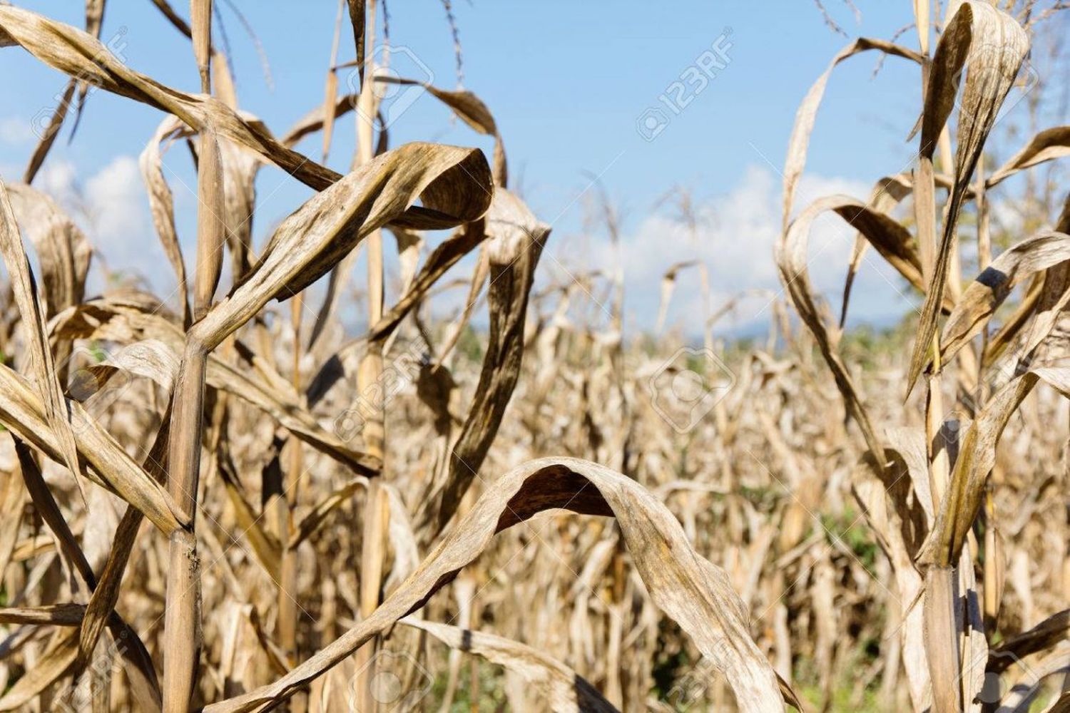 La provincia obtuvo la declaración nacional de Emergencia Agropecuaria