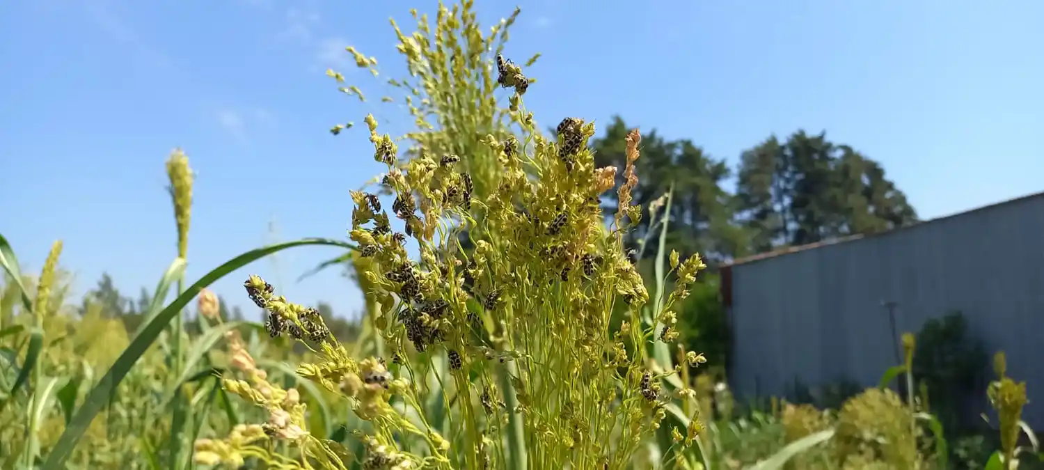 Bicho 7 de oro: alerta por el insecto que afecta a animales y puede provocarles la muerte