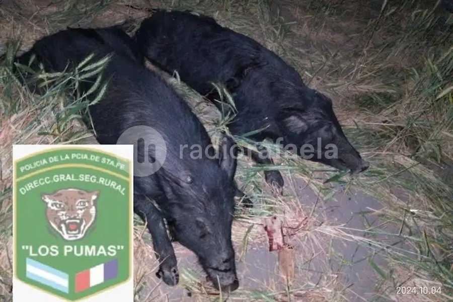 Los atraparon cazando con perros y les secuestraron dos chanchos sin vida