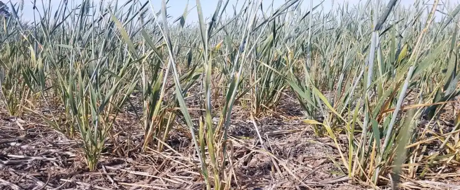 Los técnicos anticipan que en el oeste ya esperan una caída del potencial en torno al 10%