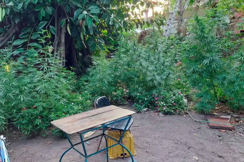 Operativo en La Plata: cayó un dealer con una importante plantación de marihuana