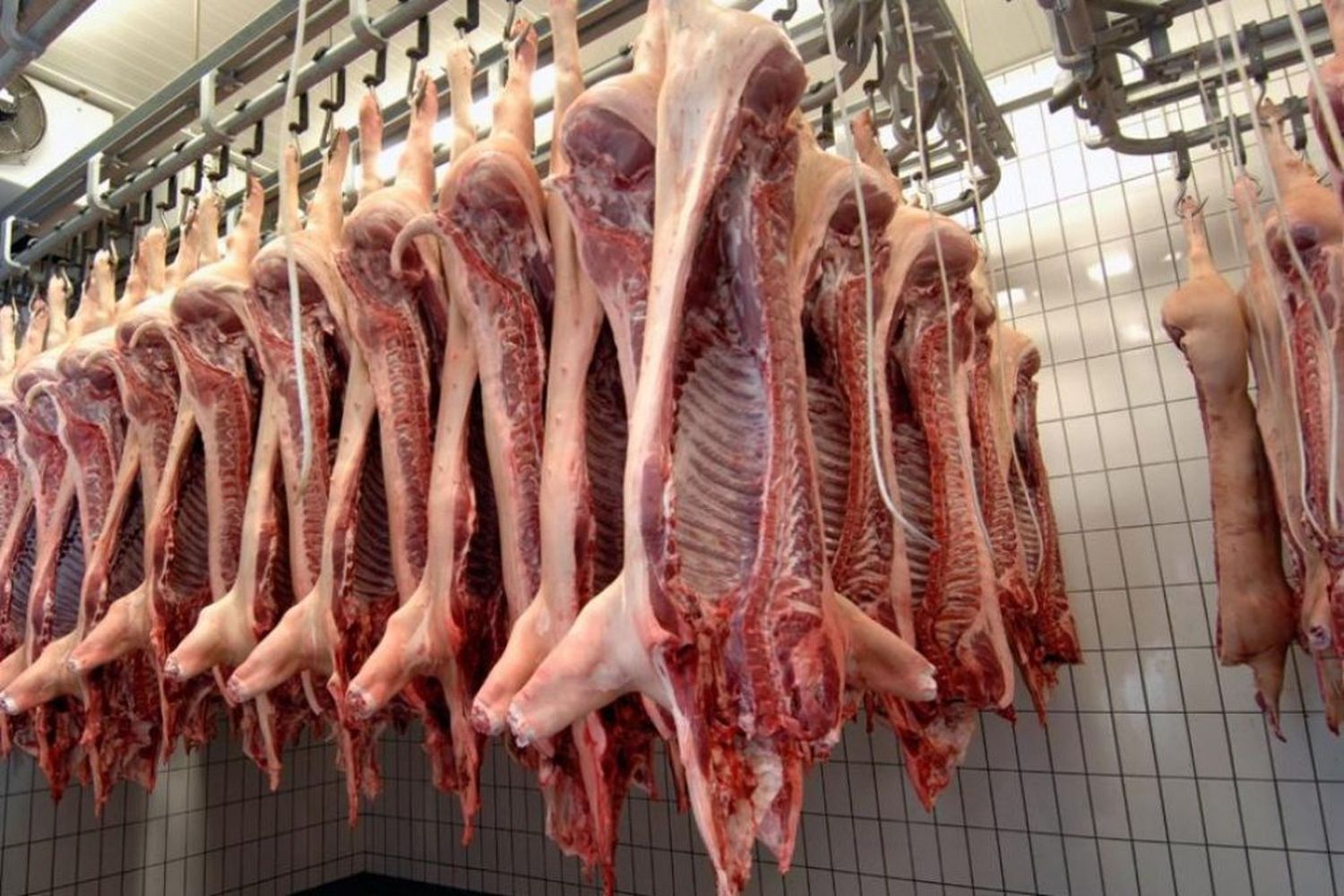 Estiman que las exportaciones de carne de cerdo se sextupliquen para el 2030