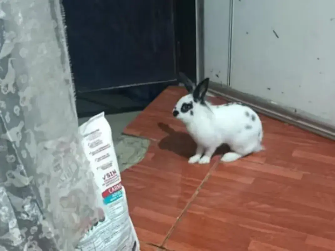 Un conejo evitó que asaltaran a una jueza en Santiago del Estero.