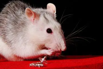 Bigotona y curiosa rata causa pánico en España