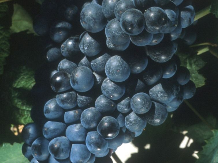 Racimo de Tannat.