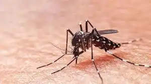 DENGUE