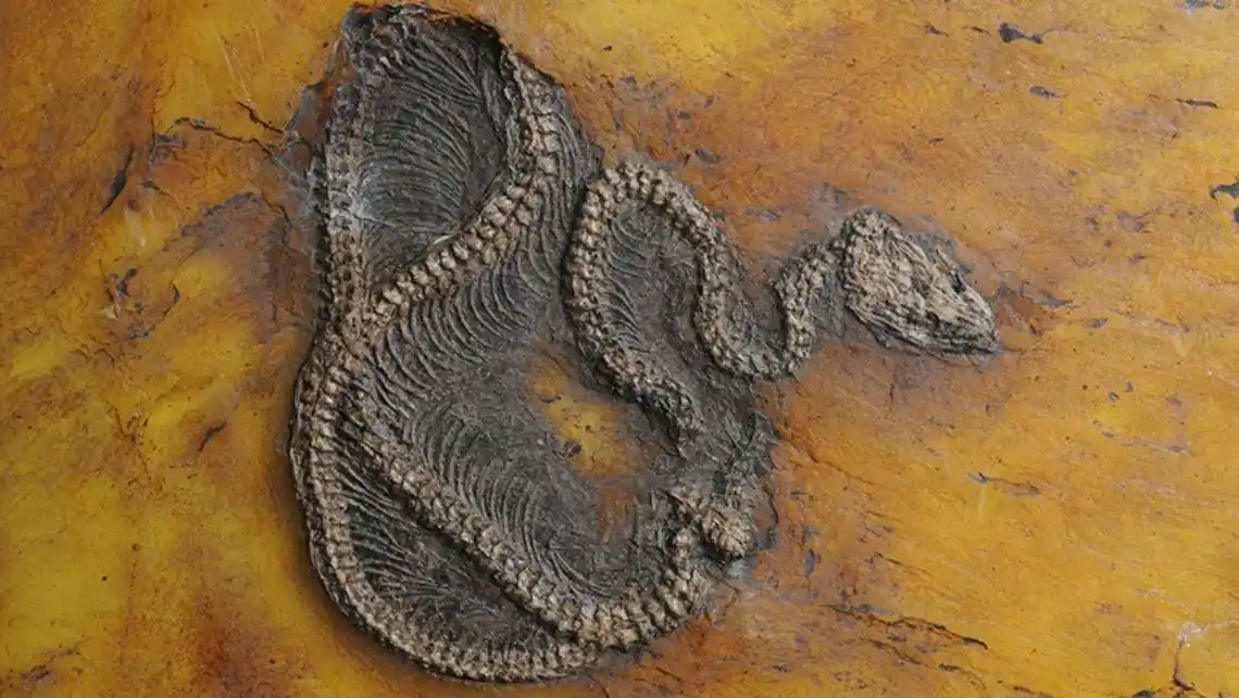 Encuentran el fósil de la pitón más antigua del mundo