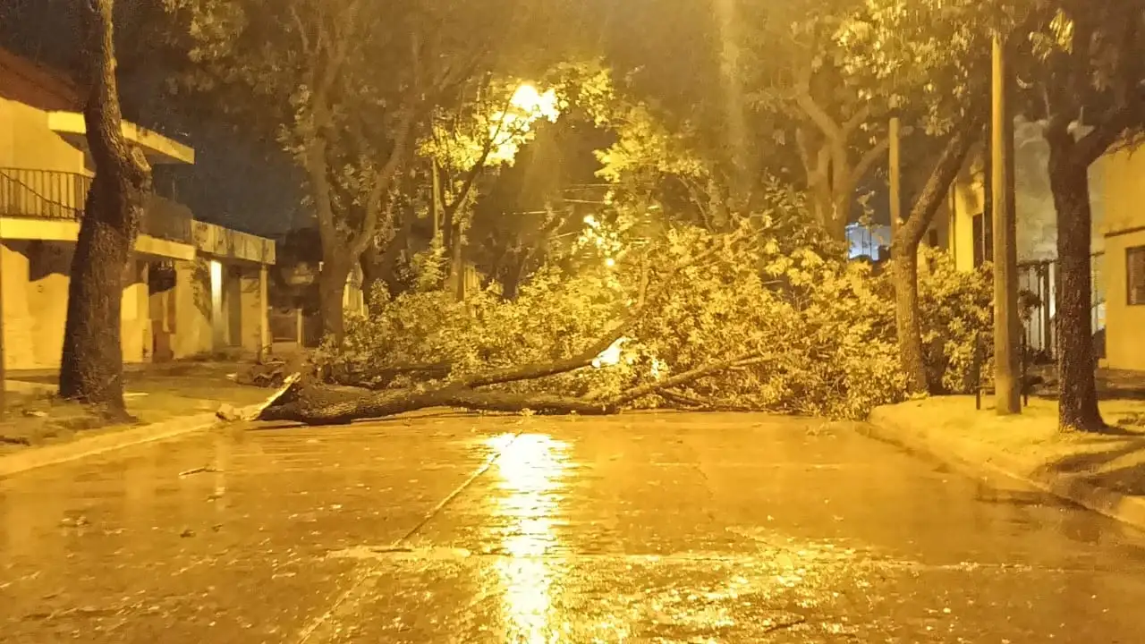 Árbol caído