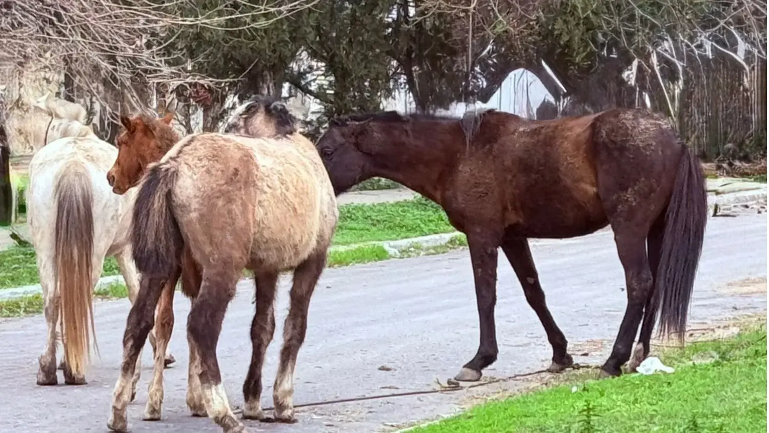Una imagen habitual en algunos sectores de la ciudad. caballos sueltos. Una mujer dijo que estuvo cerca de colisionar con uno de ellos.