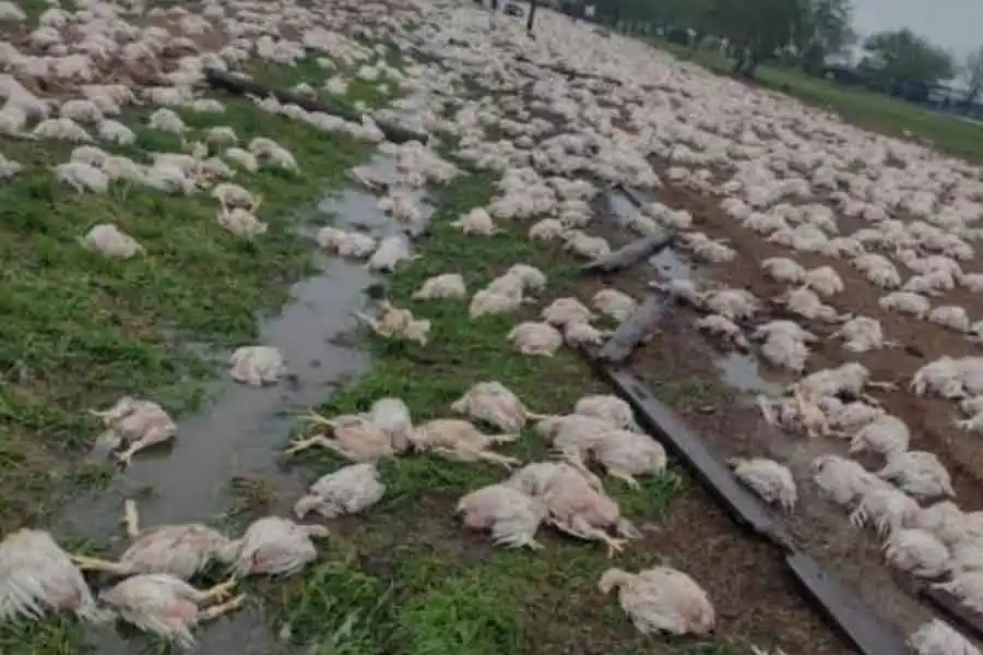 Video impactante: En unos segundos un tornado arrasó con 16.000 pollos 
