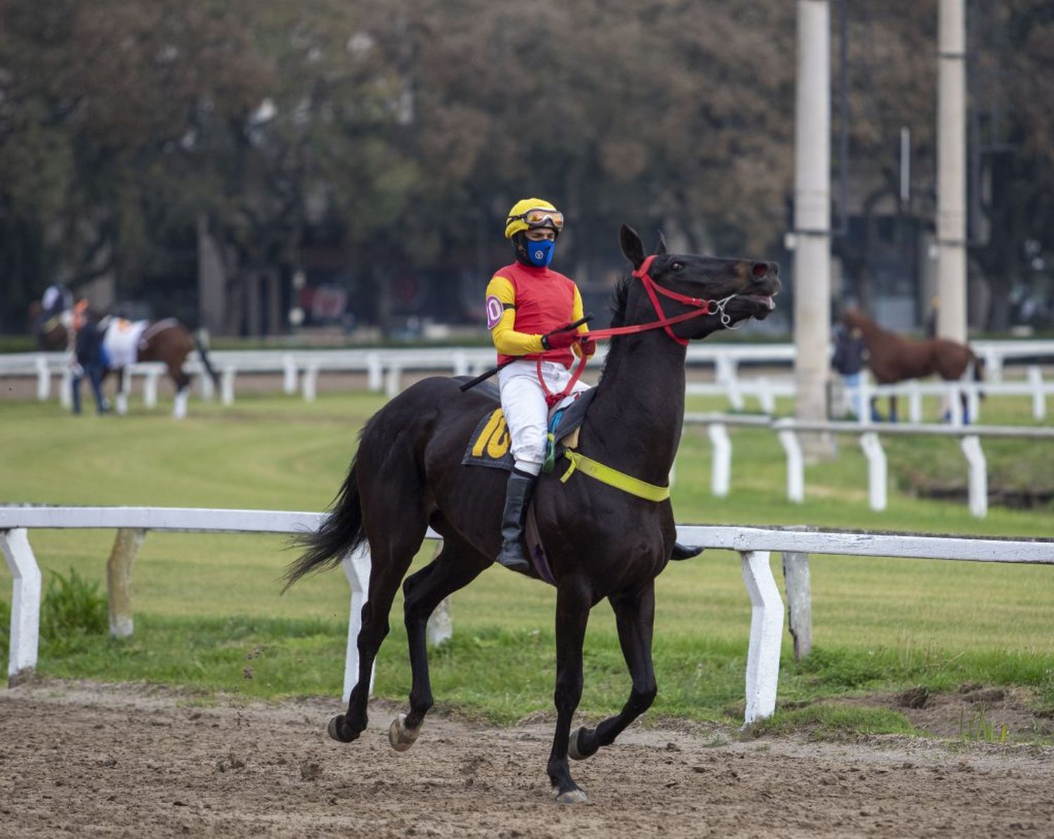 La llama del turf como señal de recuperación