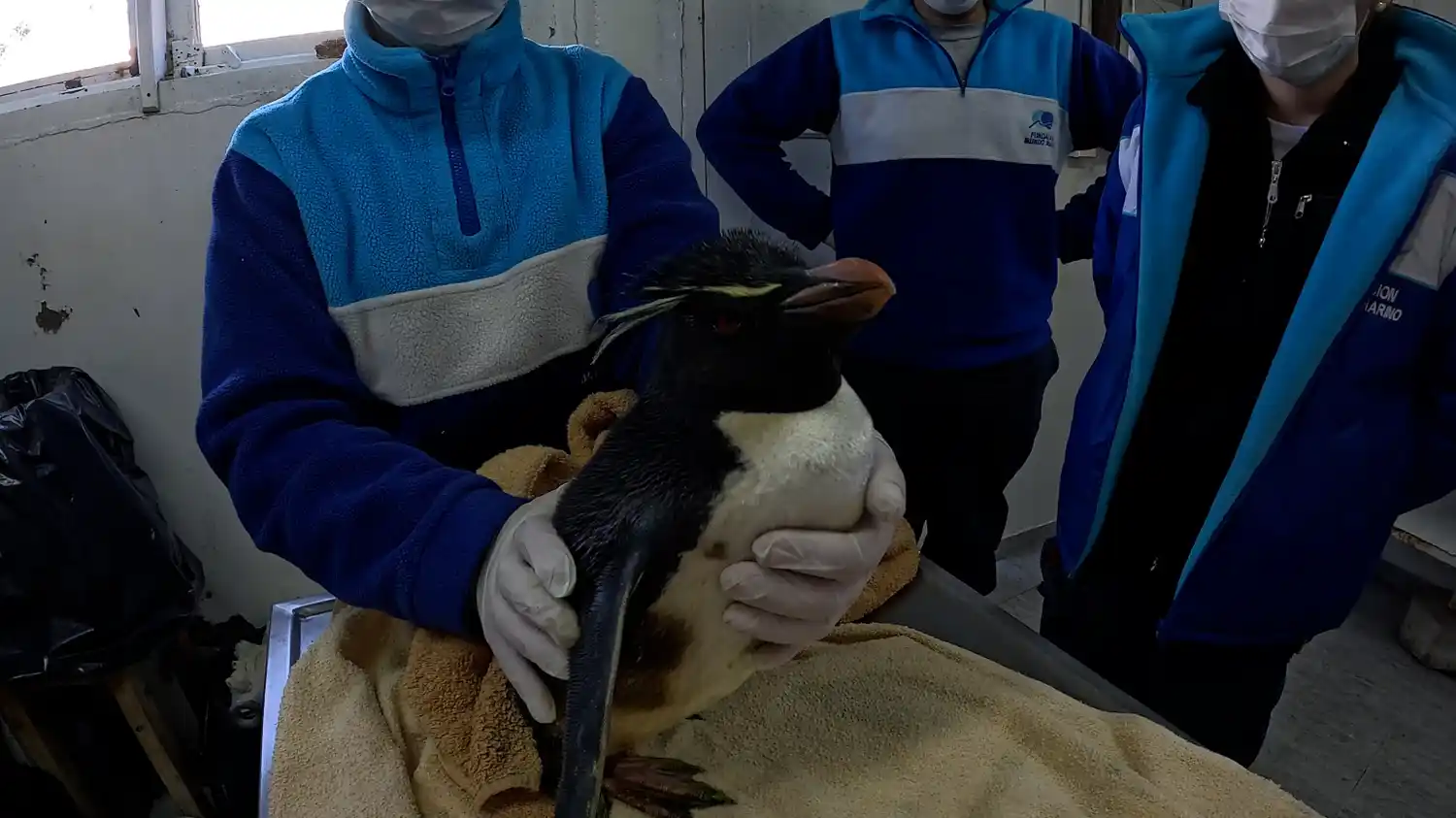 Pingüino saltarín empetrolado (Mundo Marino)