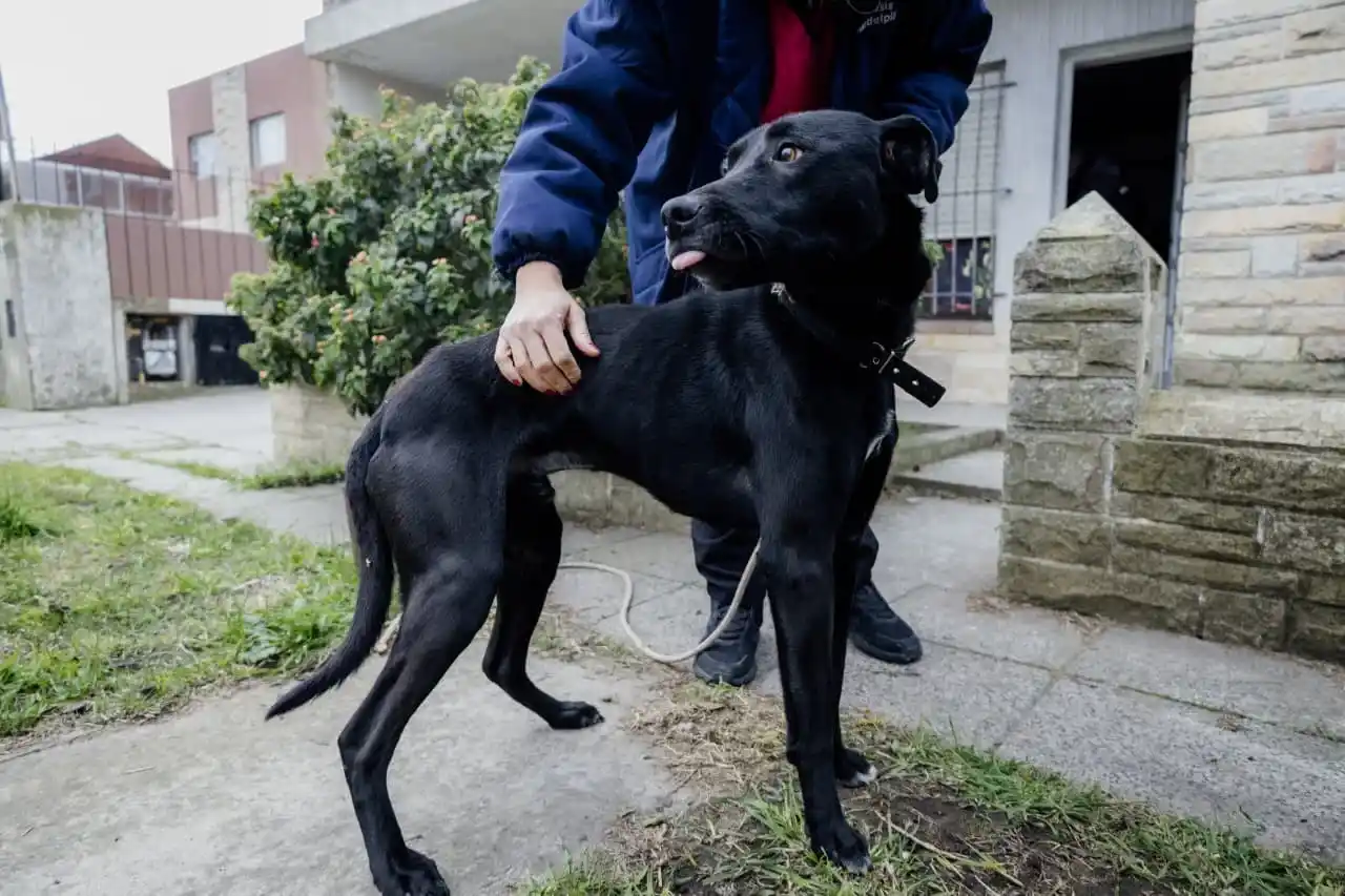 El perro fue recuperado de una vivienda ubicada en Cerdeña al 500.