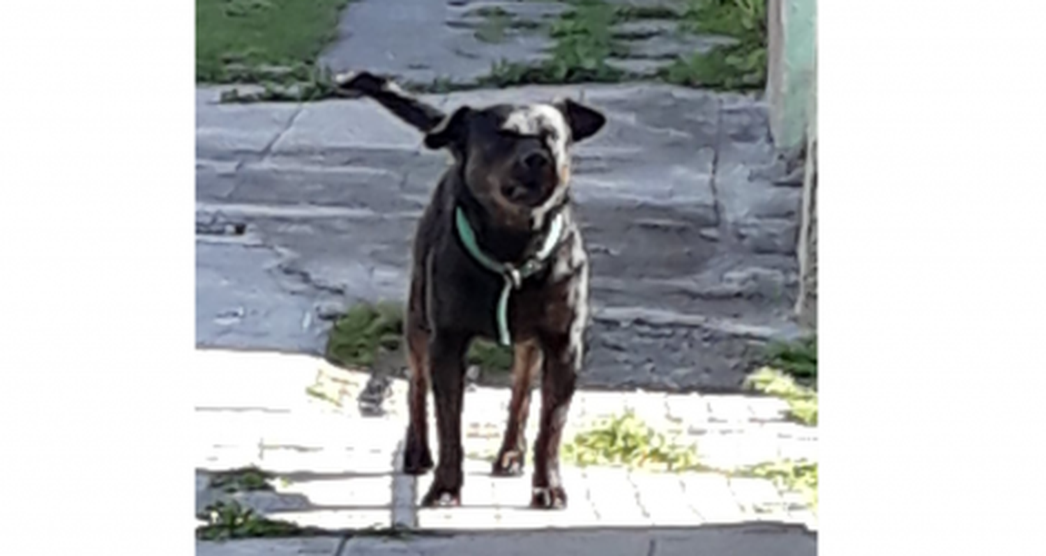 #Reporte: Perro agresivo suelto