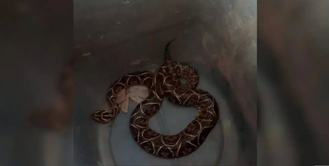 El personal capturó la víbora y la trasladó a la Granja La Esmeralda.