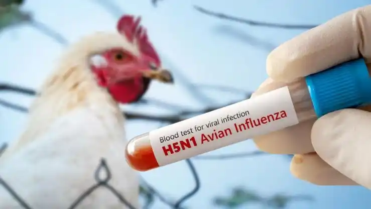Europa endurece los controles ante el avance de la gripe aviar