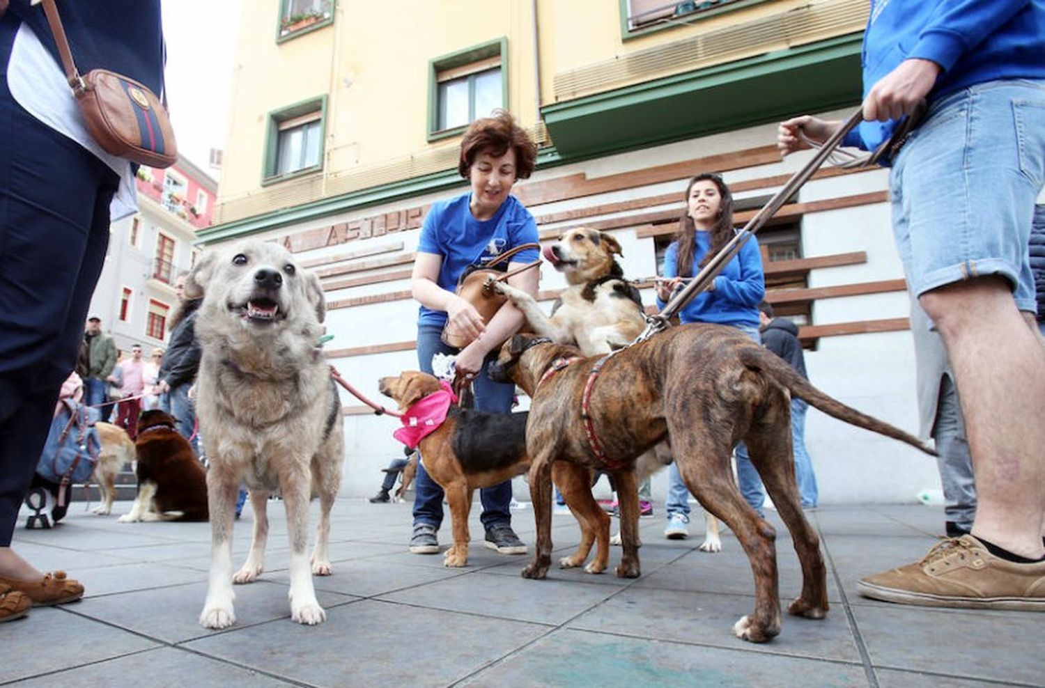 Piden que los animales sean reconocidos como personas no humanas