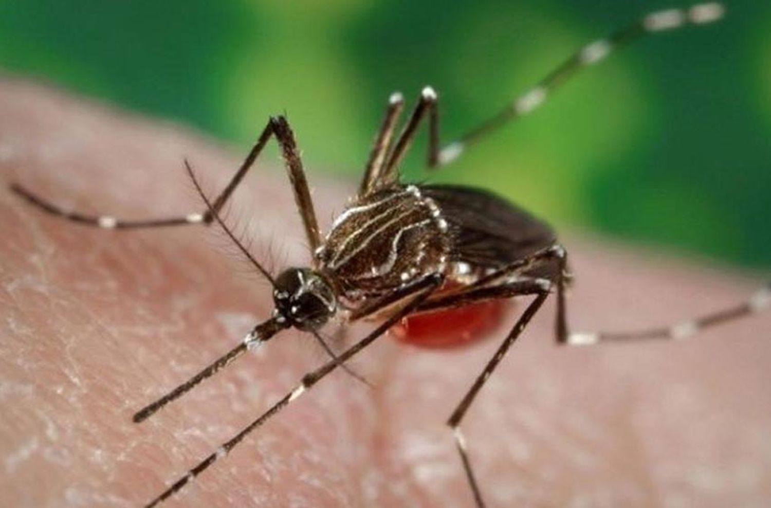 Preocupación en la provincia por el aumento de casos de dengue