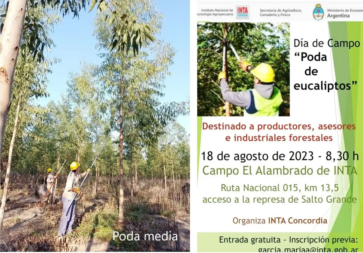 Importancia de la poda de plantaciones de eucalipto