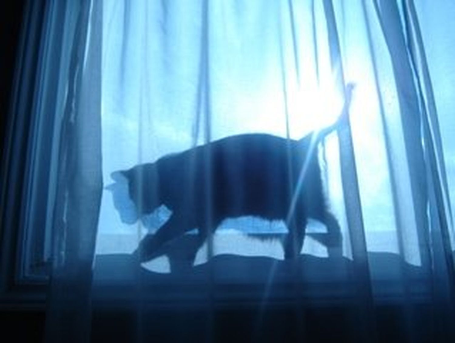 Rabia silvestre, causa muerte de  mujer mordida por gato