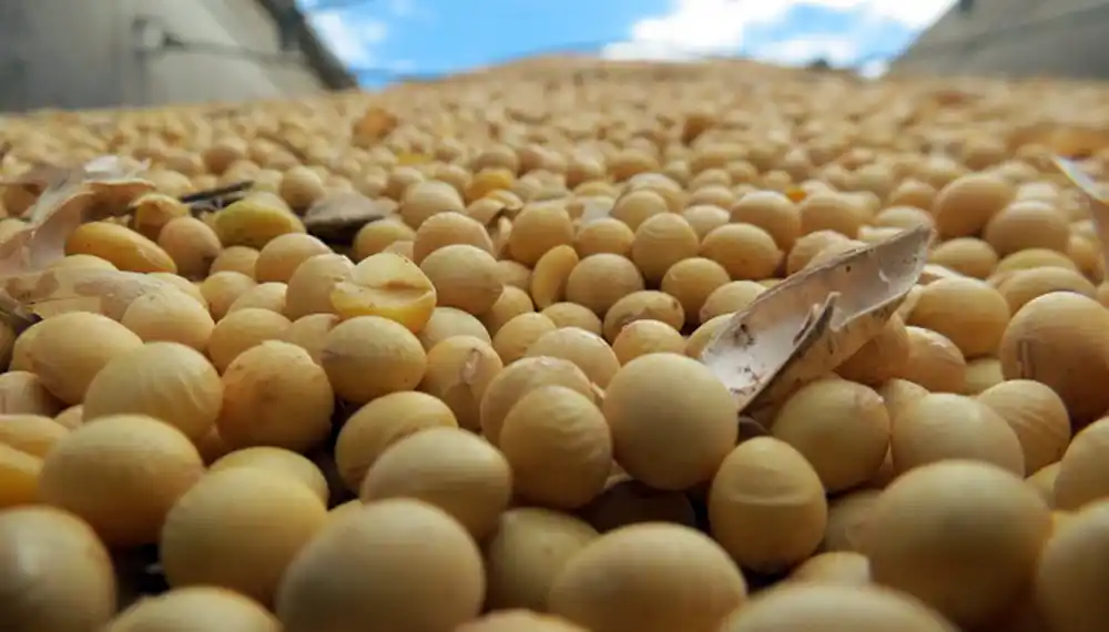 Afirman que la cosecha de soja en la Argentina será de 44 millones de toneladas y el maíz tendrá récord