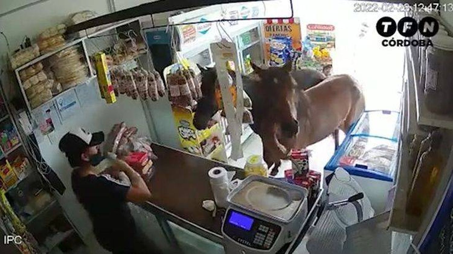 Insólito: dos caballos entraron a un almacén y se comieron todo