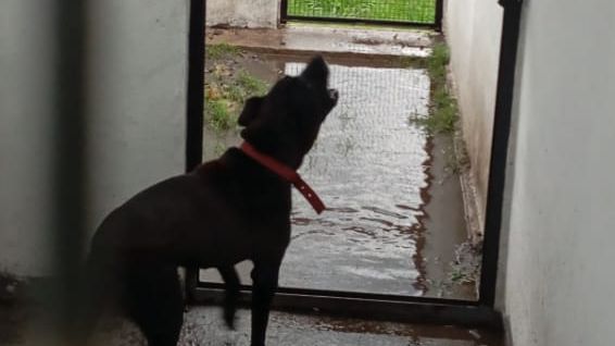 Mascotandil denunció el pésimo estado de los caniles en el predio de Bromatología
