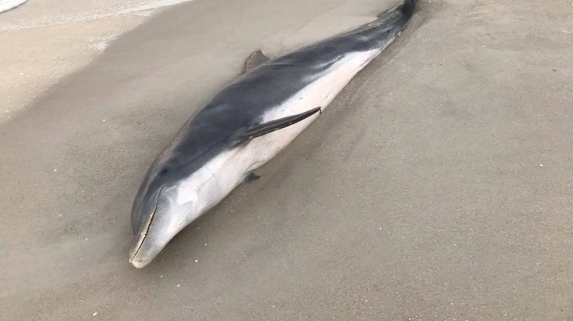 Escándalo en Estados Unidos por la aparición de delfines baleados en Florida