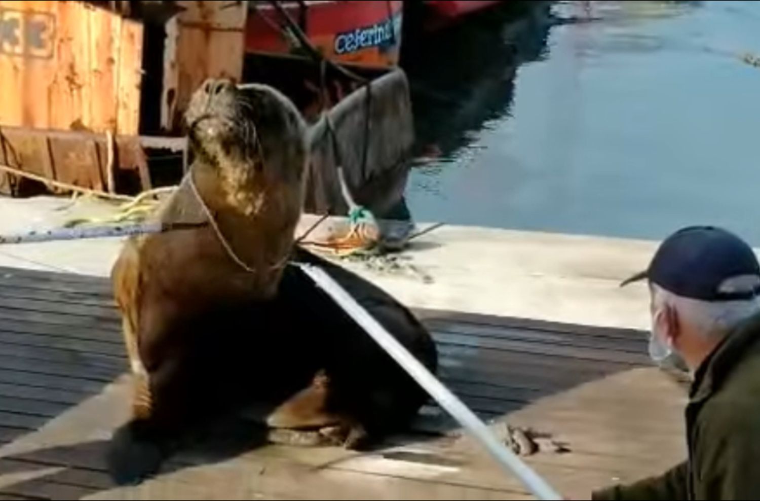 Liberaron un lobo marino atrapado en Mar del Plata