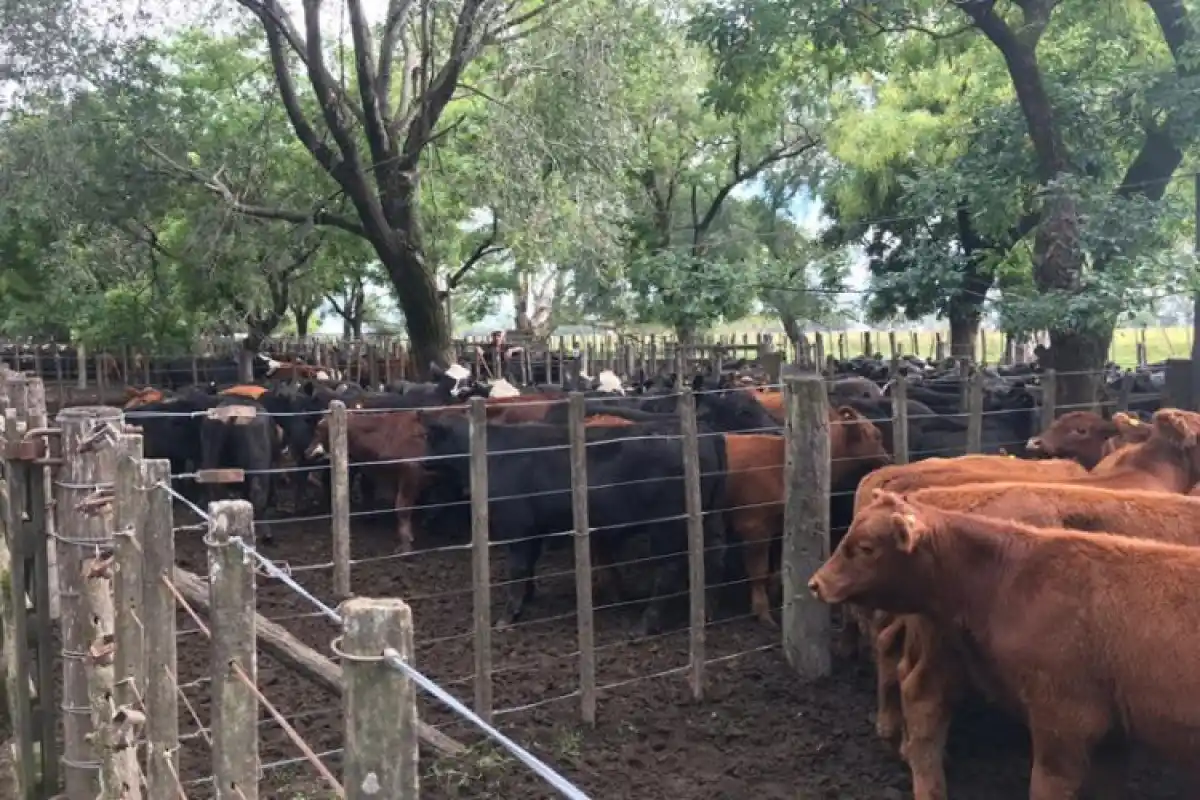 Remates on line: la forma de comprar hacienda que se acentuó con la pandemia