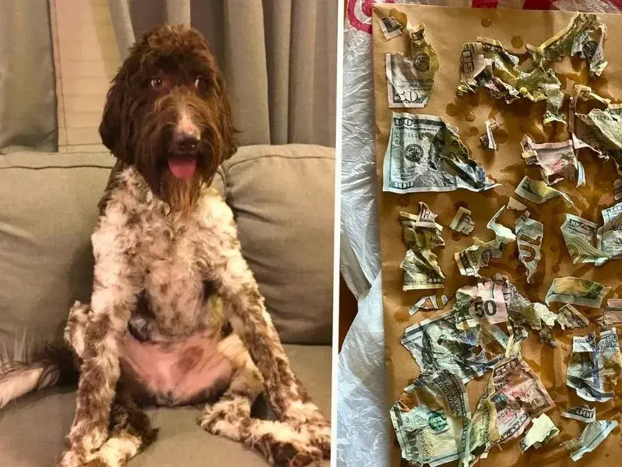 Una pareja se llevó una sorpresa al darse cuenta de que su mascota se comió 4000 dólares recién salidos del banco