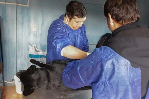 La Municipalidad realizó 1400 castraciones en 6 meses de trabajo