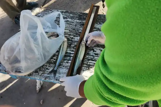 Continúan los operativos de control de pesca en el muelle y en la laguna