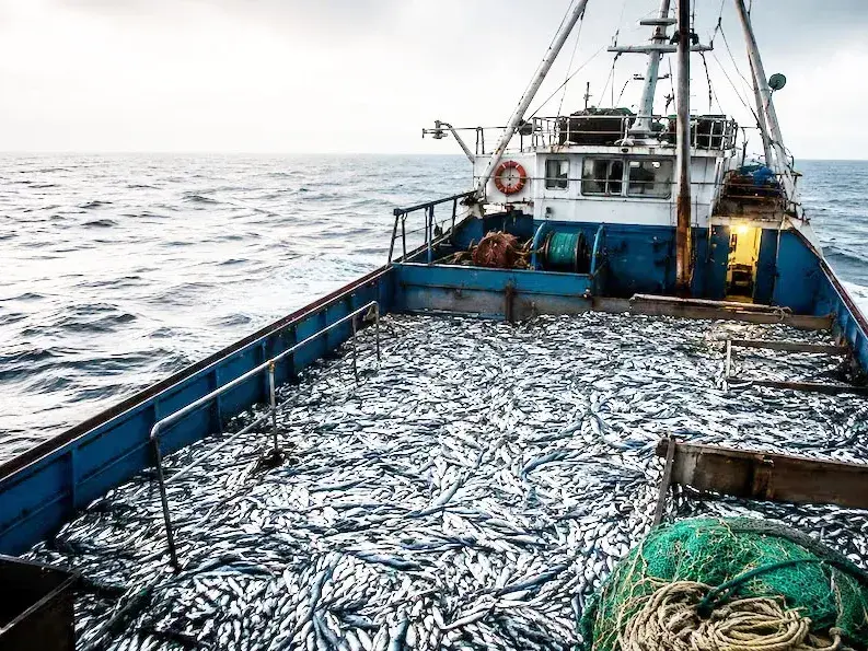 Las exportaciones pesqueras crecieron más del 23%, pese a la flota extranjera al borde del Mar Argentino y a las licencias de Malvinas