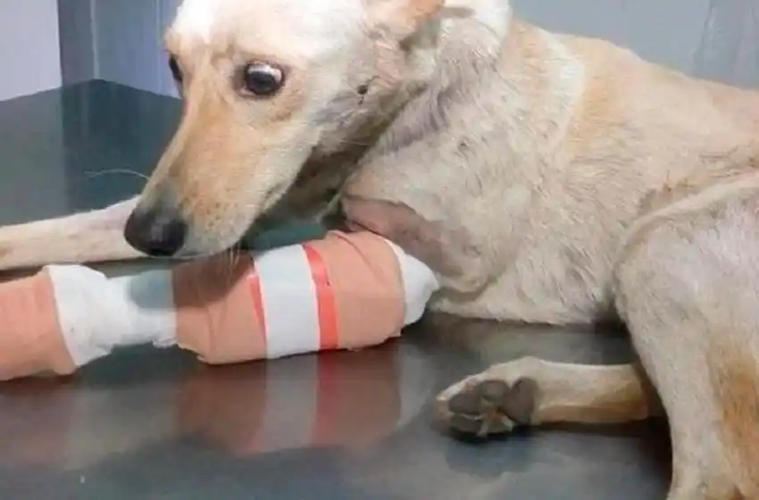 Abandonaron a una perrita dentro de una bolsa y con fracturas en sus huesos