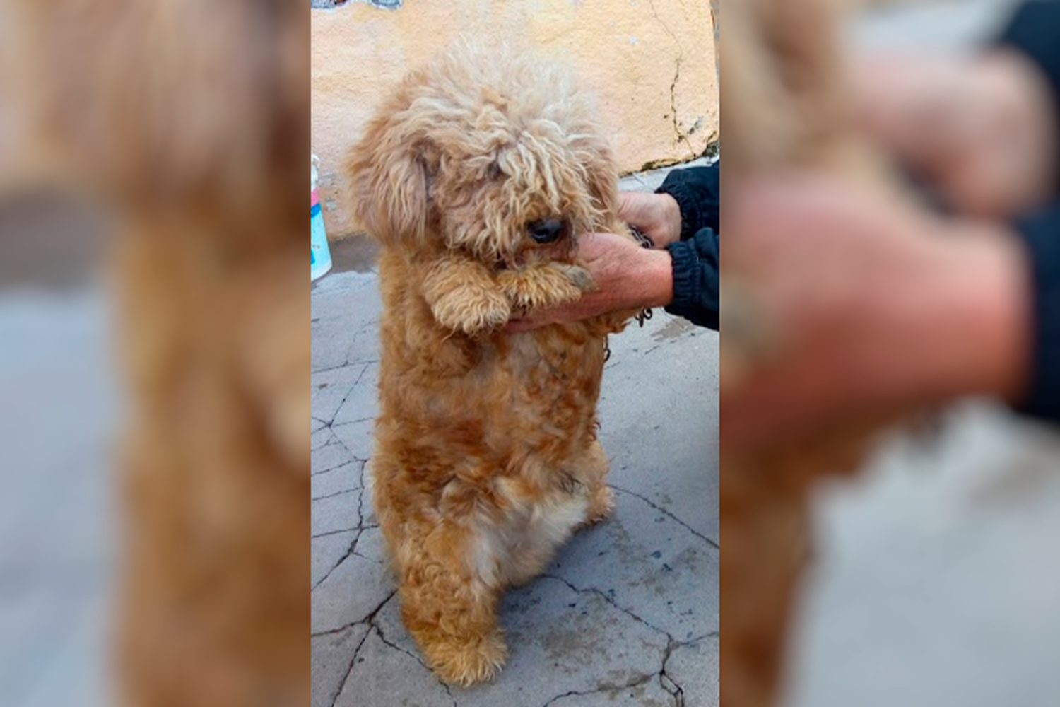 Buscan a Teddy