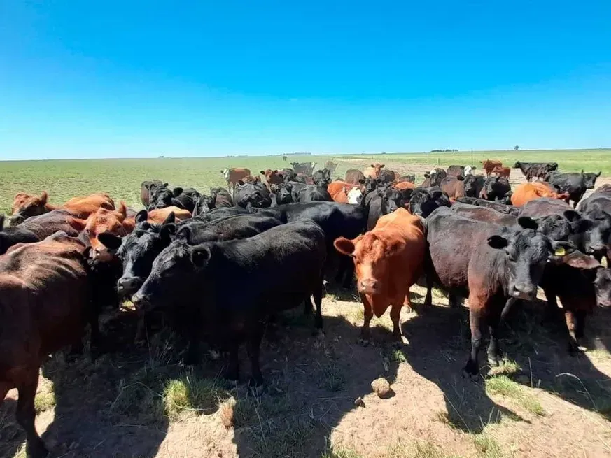 La carne vacuna en el mundo está registrando un momento excepcional en materia de precios.
