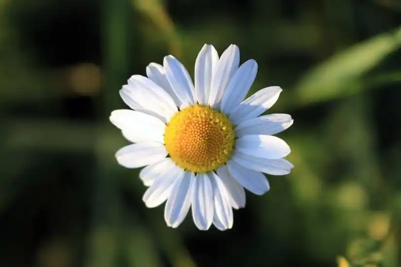 Muestra de arte visual “Margarita, Simple y Poderosa”