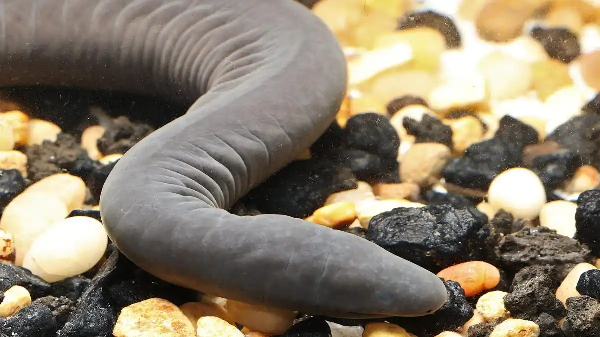 MISTERIOS DE LA NATURALEZA: hallan en un canal de Florida un anfibio nativo de Colombia y Venezuela