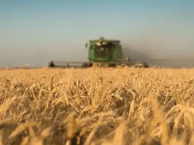 La cosecha de trigo avanza a buen ritmo superando registros históricos
