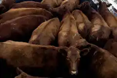 A contramano de lo que espera el Gobierno: pese a la mayor oferta, los precios de la hacienda no ceden