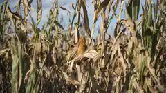 Afirman que la peor sequía en 60 años generó “efectos devastadores”