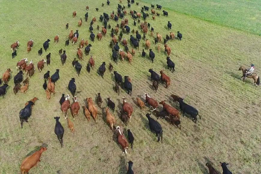 La ganadería atraviesa un momento histórico: precios en alza y márgenes en máximos