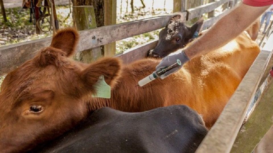 Entidad rural entrerriana plantea cambios en la vacunación contra la aftosa