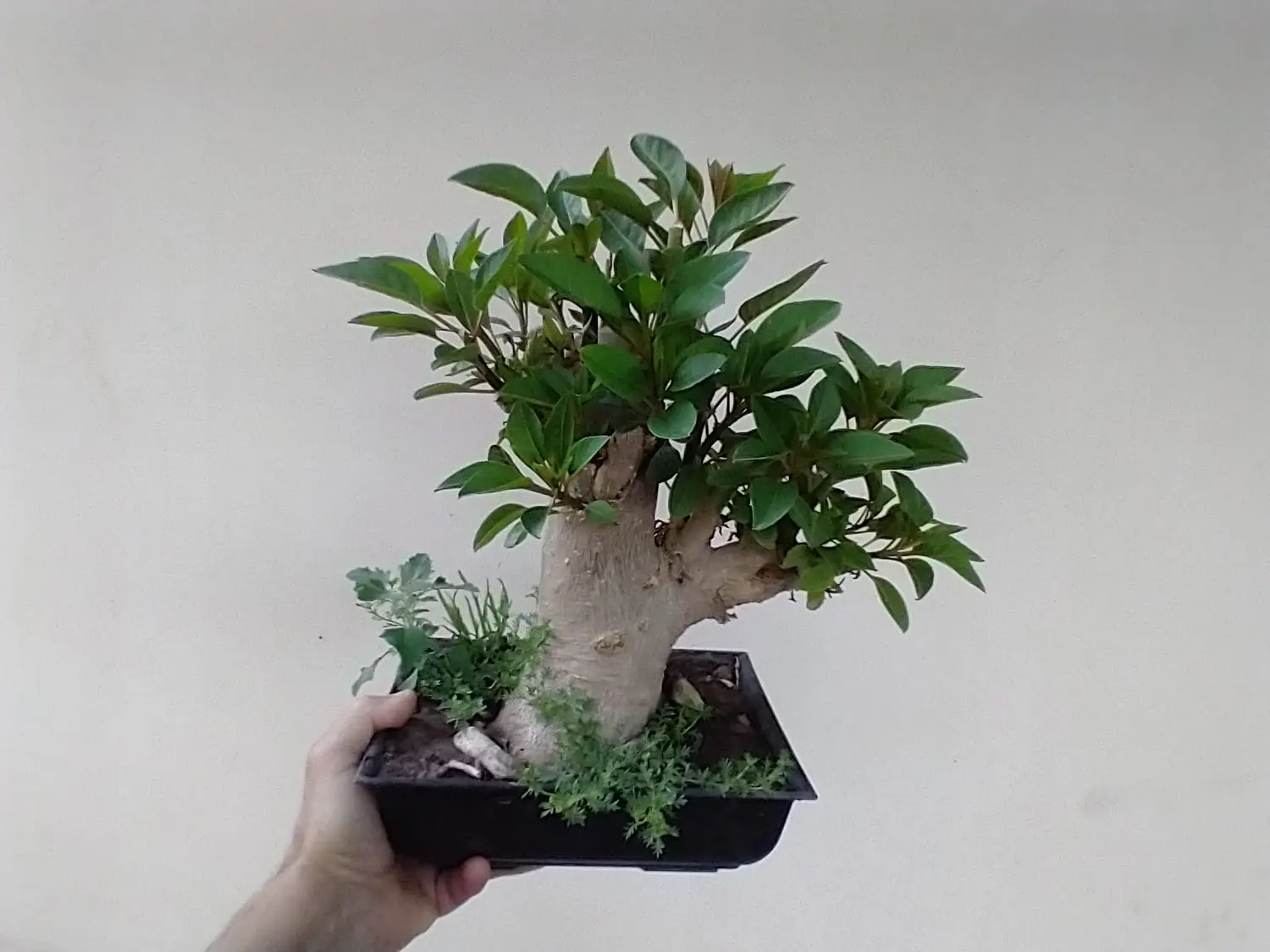 José Luis Aguilar y Matías Swistun exponen más de 50 especies de bonsai en el Centro de Comercio