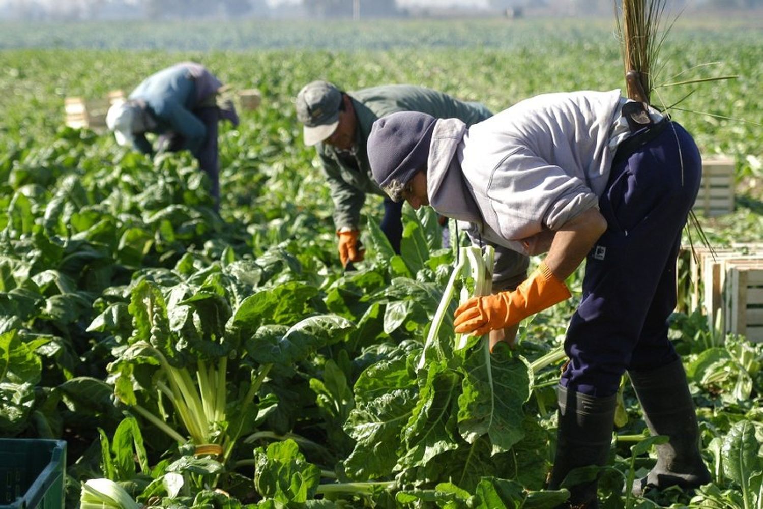 Desde abril, aumenta la prestación por desempleo para trabajadores rurales: ¿a cuánto?