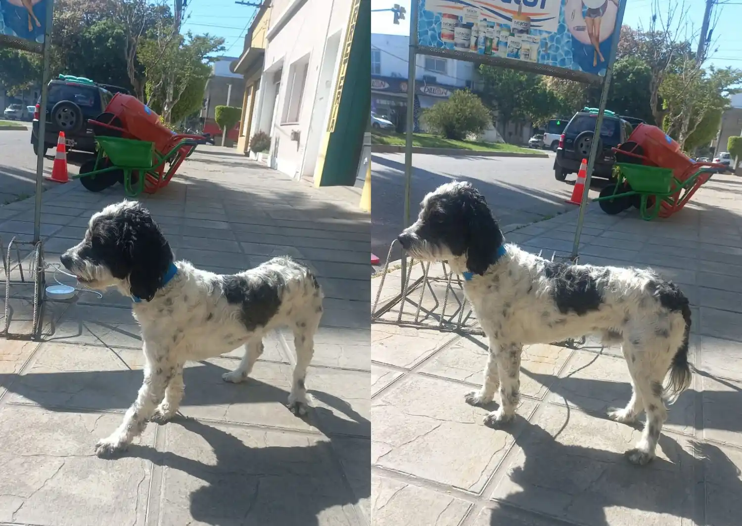 Perro encontrado en 3 de Febrero